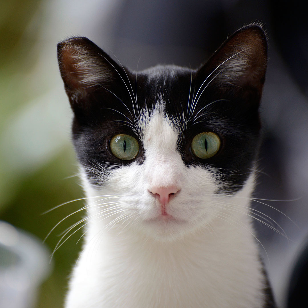 Dog and Cat Spay and Neuter in Colma, CA Colma Animal Hospital