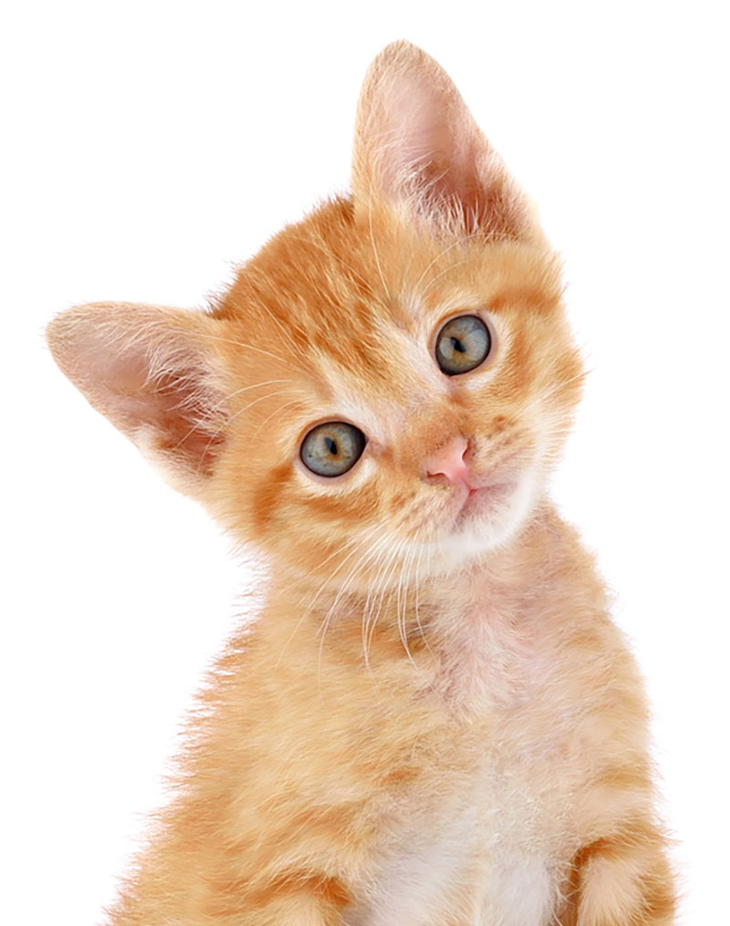 Cute Curious Orange Cat
