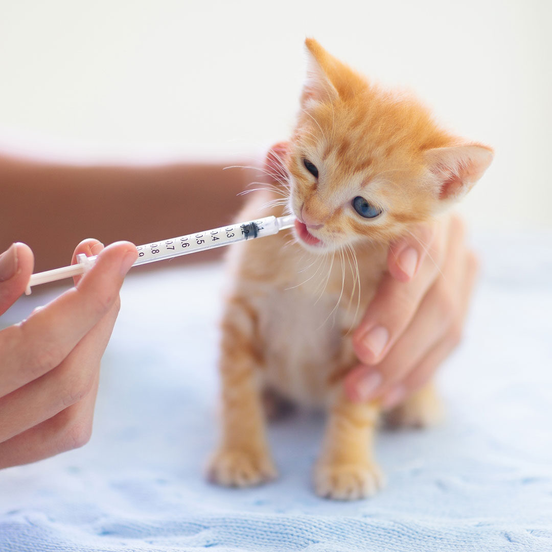 Kitten Receiving Its Medication