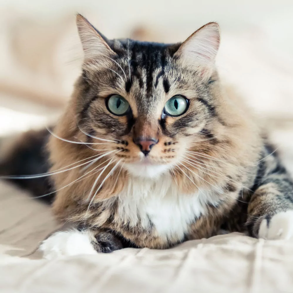 cat at colma animal hospital